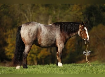 Tinker Mix, Wałach, 5 lat, 150 cm, Gniadodereszowata