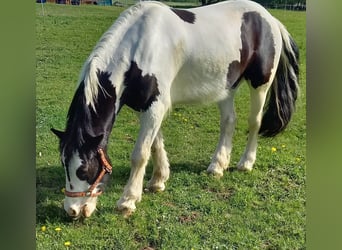 Tinker, Wałach, 5 lat, 150 cm, Karosiwa