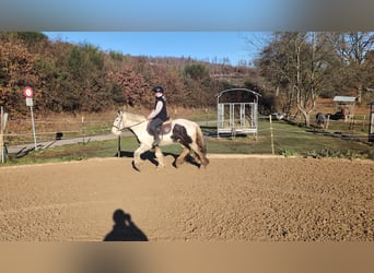 Tinker, Wałach, 5 lat, 152 cm