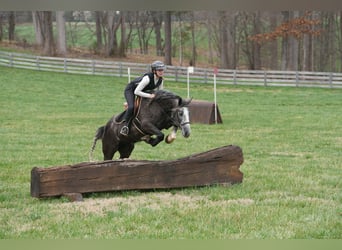 Tinker Mix, Wałach, 5 lat, 152 cm, Siwa