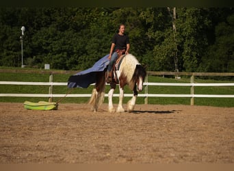 Tinker Mix, Wałach, 5 lat, 152 cm, Srokata