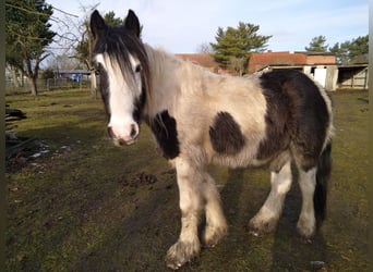 Tinker, Wałach, 5 lat, 155 cm