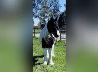 Tinker, Wałach, 5 lat, 155 cm, Srokata