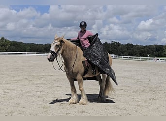 Tinker, Wałach, 5 lat, 163 cm, Izabelowata