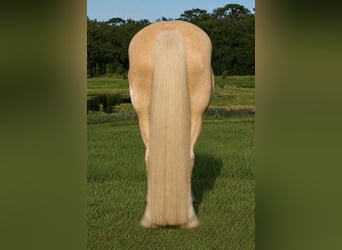 Tinker, Wałach, 5 lat, 163 cm, Izabelowata