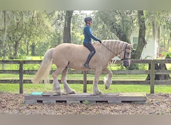 Tinker, Wałach, 5 lat, 163 cm, Izabelowata