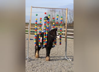 Tinker, Wałach, 6 lat, 118 cm