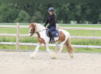Tinker, Wałach, 6 lat, 132 cm, Srokata