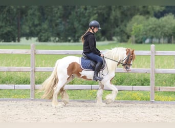 Tinker, Wałach, 6 lat, 132 cm, Srokata