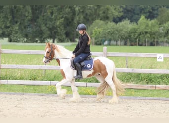 Tinker, Wałach, 6 lat, 132 cm, Srokata
