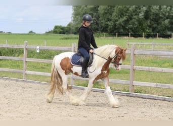 Tinker, Wałach, 6 lat, 132 cm, Srokata