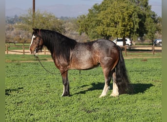 Tinker Mix, Wałach, 6 lat, 135 cm, Gniadodereszowata