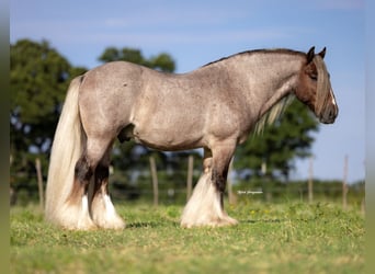 Tinker, Wałach, 6 lat, 137 cm