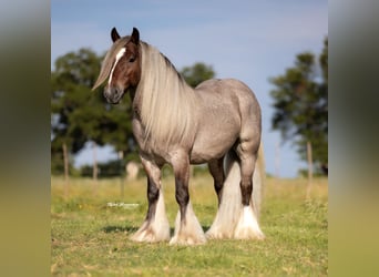 Tinker, Wałach, 6 lat, 137 cm