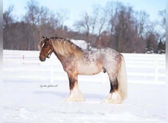 Tinker, Wałach, 6 lat, 137 cm
