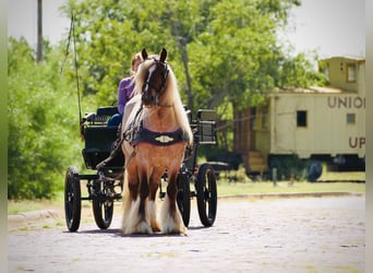 Tinker, Wałach, 6 lat, 137 cm