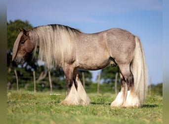Tinker, Wałach, 6 lat, 137 cm
