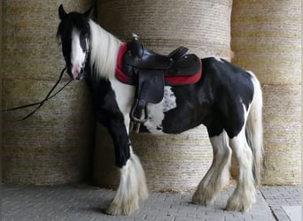 Tinker, Wałach, 6 lat, 138 cm, Srokata