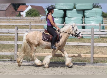 Tinker, Wałach, 6 lat, 140 cm, Izabelowata