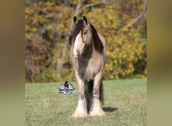 Tinker, Wałach, 6 lat, 142 cm, Jelenia