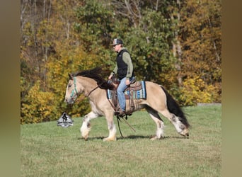 Tinker, Wałach, 6 lat, 142 cm, Jelenia