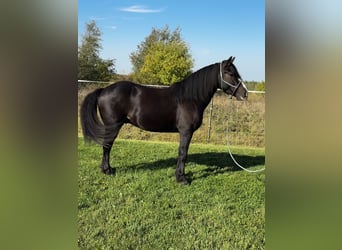 Tinker Mix, Wałach, 6 lat, 145 cm, Gniada