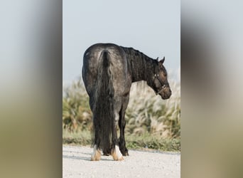 Tinker Mix, Wałach, 6 lat, 145 cm, Karodereszowata