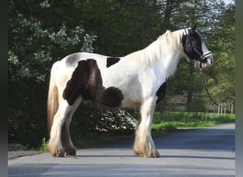 Tinker, Wałach, 6 lat, 148 cm, Srokata