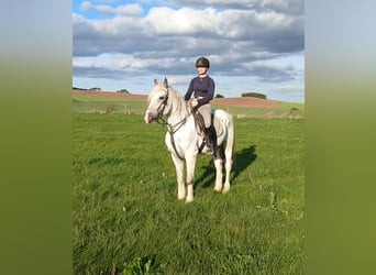 Tinker, Wałach, 6 lat, 150 cm, Siwa