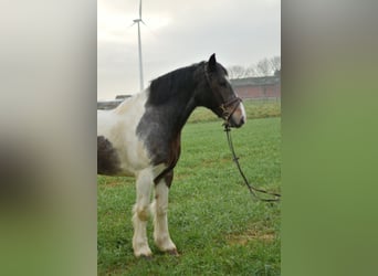 Tinker, Wałach, 6 lat, 153 cm, Srokata