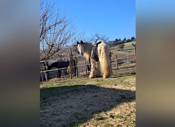 Tinker, Wałach, 6 lat, 153 cm, Srokata