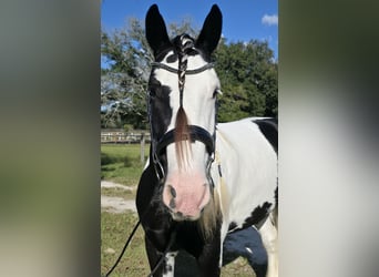 Tinker, Wałach, 6 lat, 155 cm, Srokata