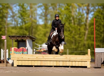 Tinker Mix, Wałach, 6 lat, 163 cm, Srokata