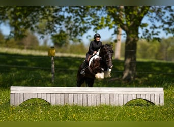 Tinker Mix, Wałach, 6 lat, 163 cm, Srokata