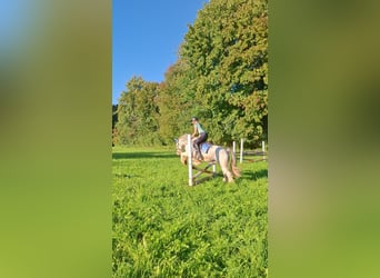 Tinker, Wałach, 7 lat, 140 cm, Siwa