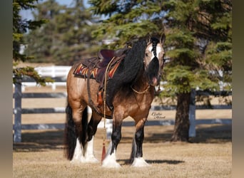Tinker, Wałach, 7 lat, 147 cm, Jelenia