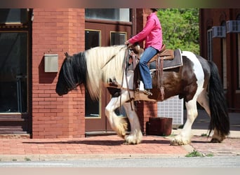 Tinker, Wałach, 7 lat, 152 cm, Srokata