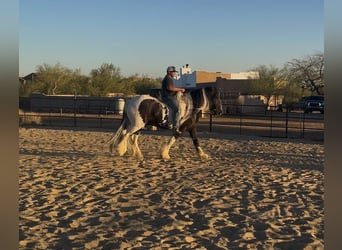 Tinker, Wałach, 7 lat, 157 cm