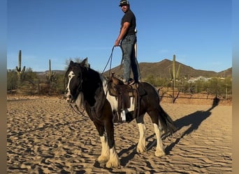 Tinker, Wałach, 7 lat, 157 cm