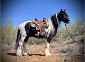 Tinker, Wałach, 7 lat, 157 cm