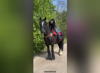 Tinker, Wałach, 7 lat, 163 cm, Kara