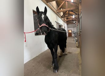 Tinker, Wałach, 7 lat, 165 cm, Kara