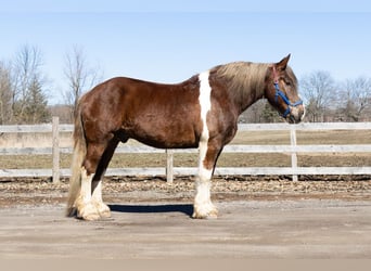 Tinker Mix, Wałach, 7 lat, 170 cm, Ciemnokasztanowata
