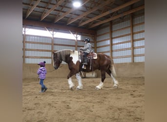 Tinker Mix, Wałach, 7 lat, 170 cm, Ciemnokasztanowata