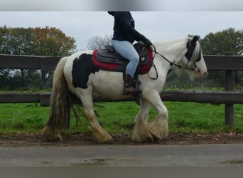 Tinker, Wałach, 8 lat, 129 cm, Srokata