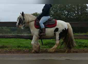 Tinker, Wałach, 8 lat, 129 cm, Srokata