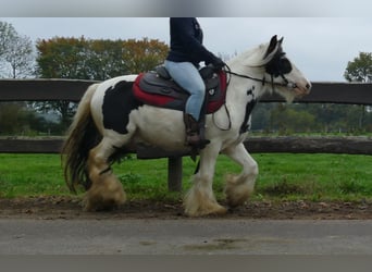 Tinker, Wałach, 8 lat, 129 cm, Srokata