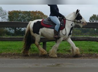 Tinker, Wałach, 8 lat, 129 cm, Srokata