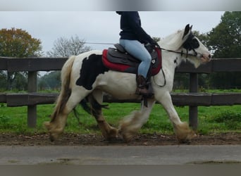 Tinker, Wałach, 8 lat, 129 cm, Srokata