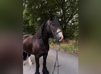 Tinker, Wałach, 8 lat, 140 cm, Kara